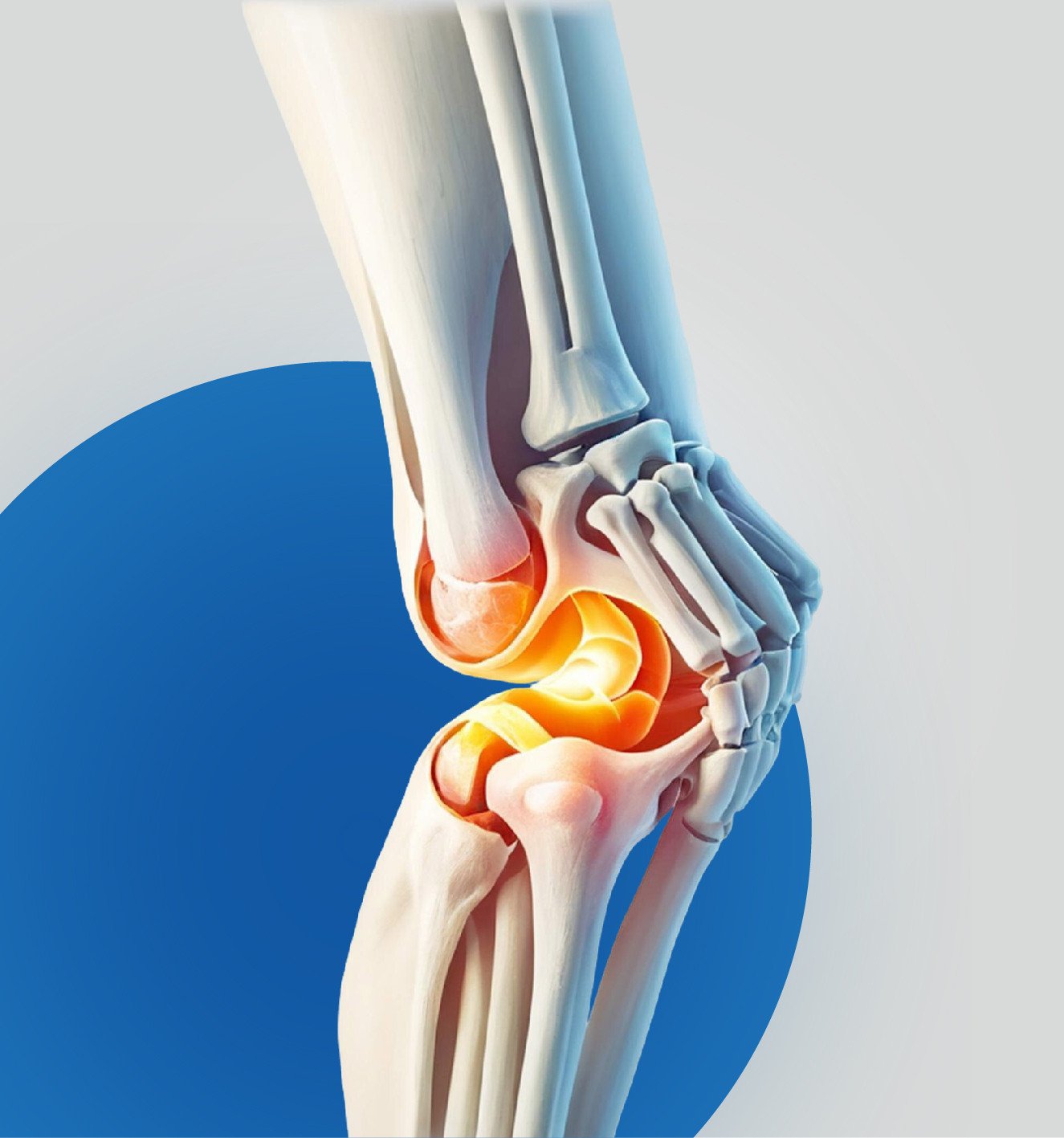 العظام والمفاصل